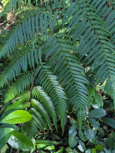Golden Chicken Fern (Cibotium barometz)