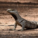 White-throated Monitor - Photo (c) copper, some rights reserved (CC BY-NC), uploaded by copper
