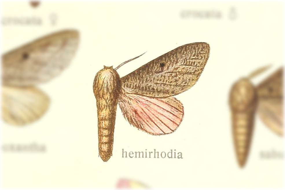 Ceratesa