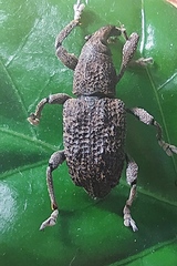 Pimelocerus