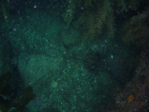 Lionfish