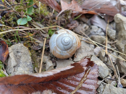 Helix pomatia