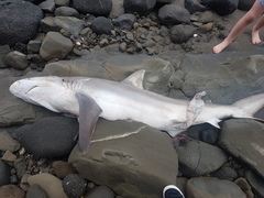 Carcharhinus brachyurus