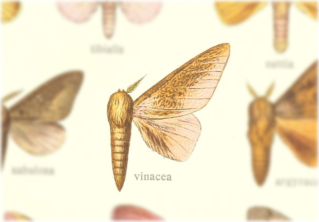Scolesa vinacea