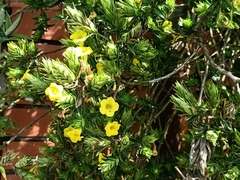 Strobilanthes crispus