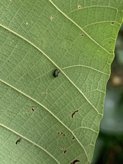 Aphthona strigosa