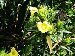 Strobilanthes crispus
