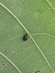 Aphthona strigosa