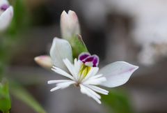 Polygala santacruzensis