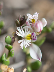 Polygala santacruzensis