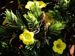 Strobilanthes crispus