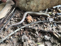 Subdoluseps bowringii