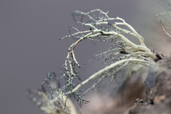 Usnea antarctica