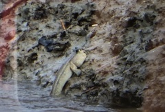 Periophthalmodon schlosseri