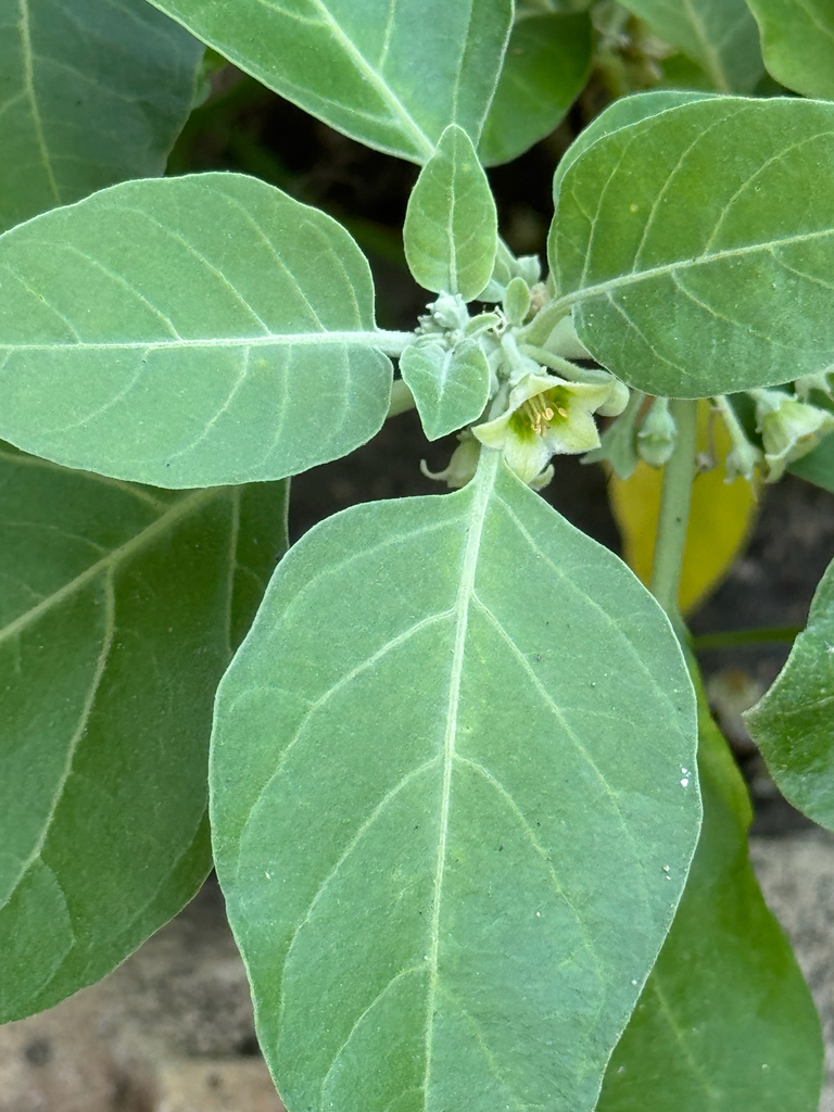 Withania qaraitica