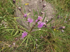 Lessingianthus rubricaulis