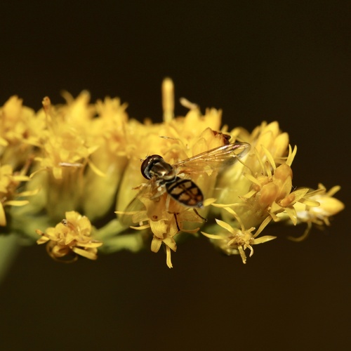 Unknown species found near Reedsville, WV, US