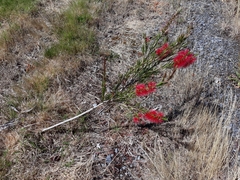 Melaleuca subulata