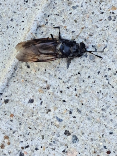 Unknown species found near Kingston, South Kingstown, RI, USA