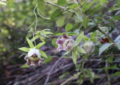 Codonopsis lanceolata