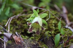 Codonopsis lanceolata