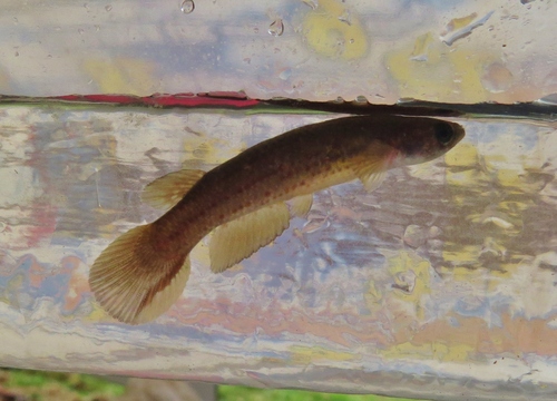 Isthmian killi (Cynodonichthys isthmensis) — Rivulidae — 4