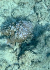 Montipora flabellata