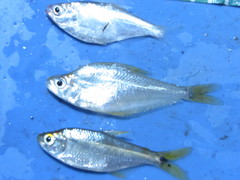 Roeboides bouchellei