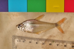 Roeboides bouchellei