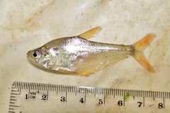 Roeboides bouchellei