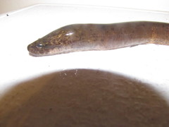 Synbranchus marmoratus