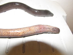 Synbranchus marmoratus