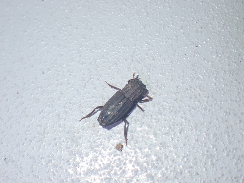 Rhyparus observed 2025-06-25