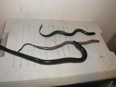 Synbranchus marmoratus