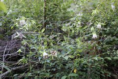 Codonopsis lanceolata