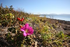 Rosa rugosa