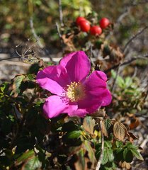 Rosa rugosa