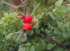 Rosa rugosa