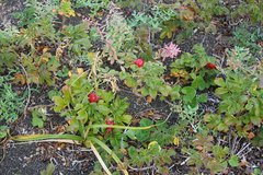 Rosa rugosa