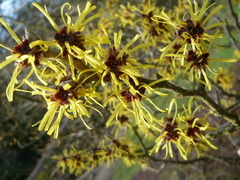 Hamamelis mollis