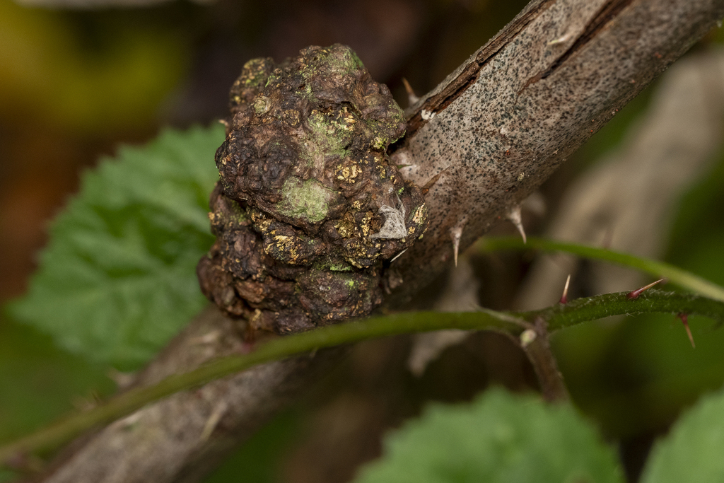Agrobacterium rubi from Langley Twp, BC, Canada on October 15, 2025 at ...