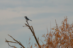 Aphelocoma californica