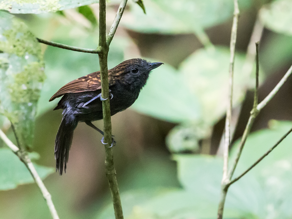 Spiny-faced Antshrike photo