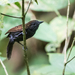 Spiny-faced Antshrike - Photo (c) Nick Athanas, some rights reserved (CC BY-SA)