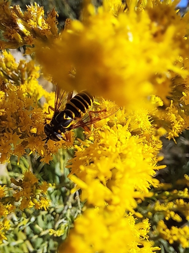 Unknown species found near Kingston, South Kingstown, RI, USA