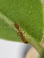 Pseudomyrmex simplex