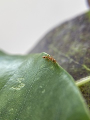 Pseudomyrmex simplex