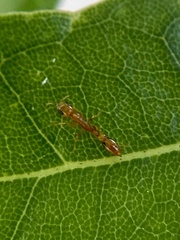 Pseudomyrmex simplex