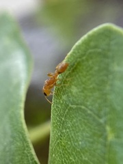 Pseudomyrmex simplex
