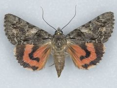 Catocala verrilliana